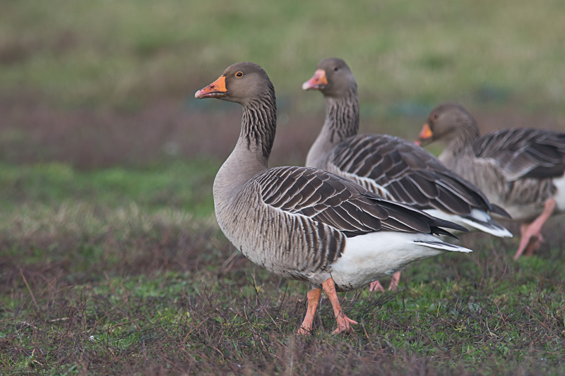 Grauwe Gans